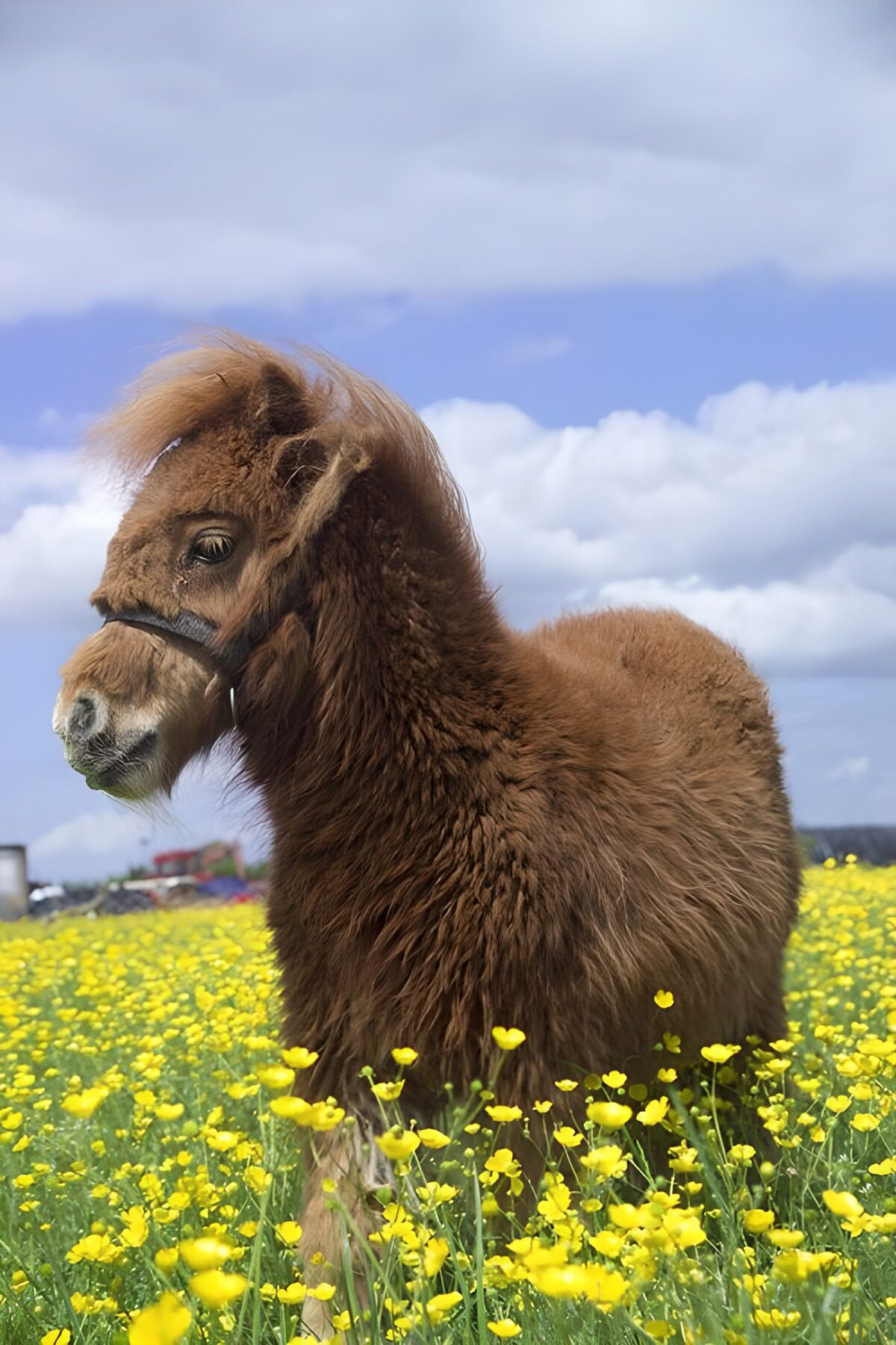 Fluffy Pony in a Field of Flowers