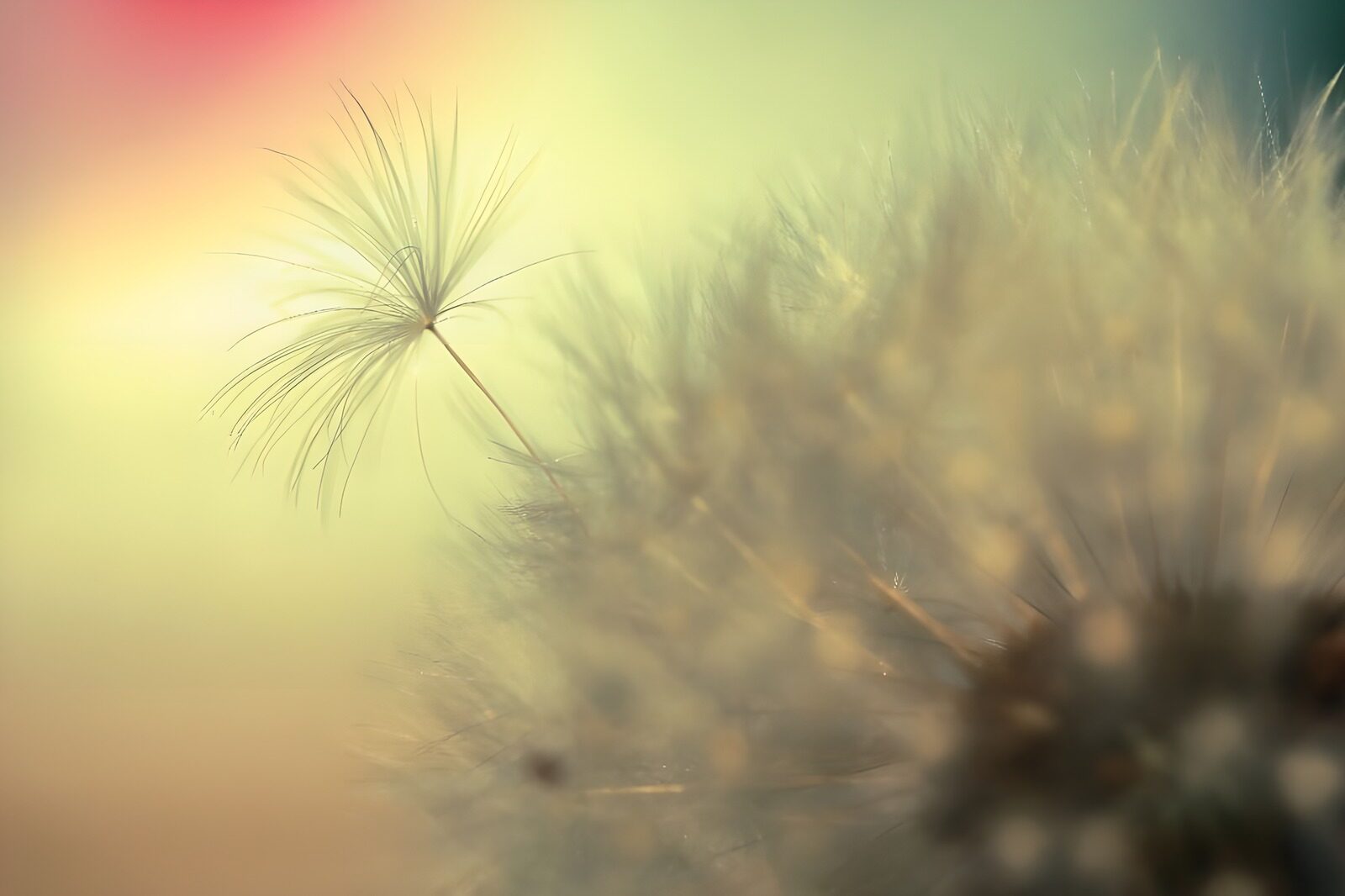 OCCOM8115939: Delicate Dandelion Dreams
