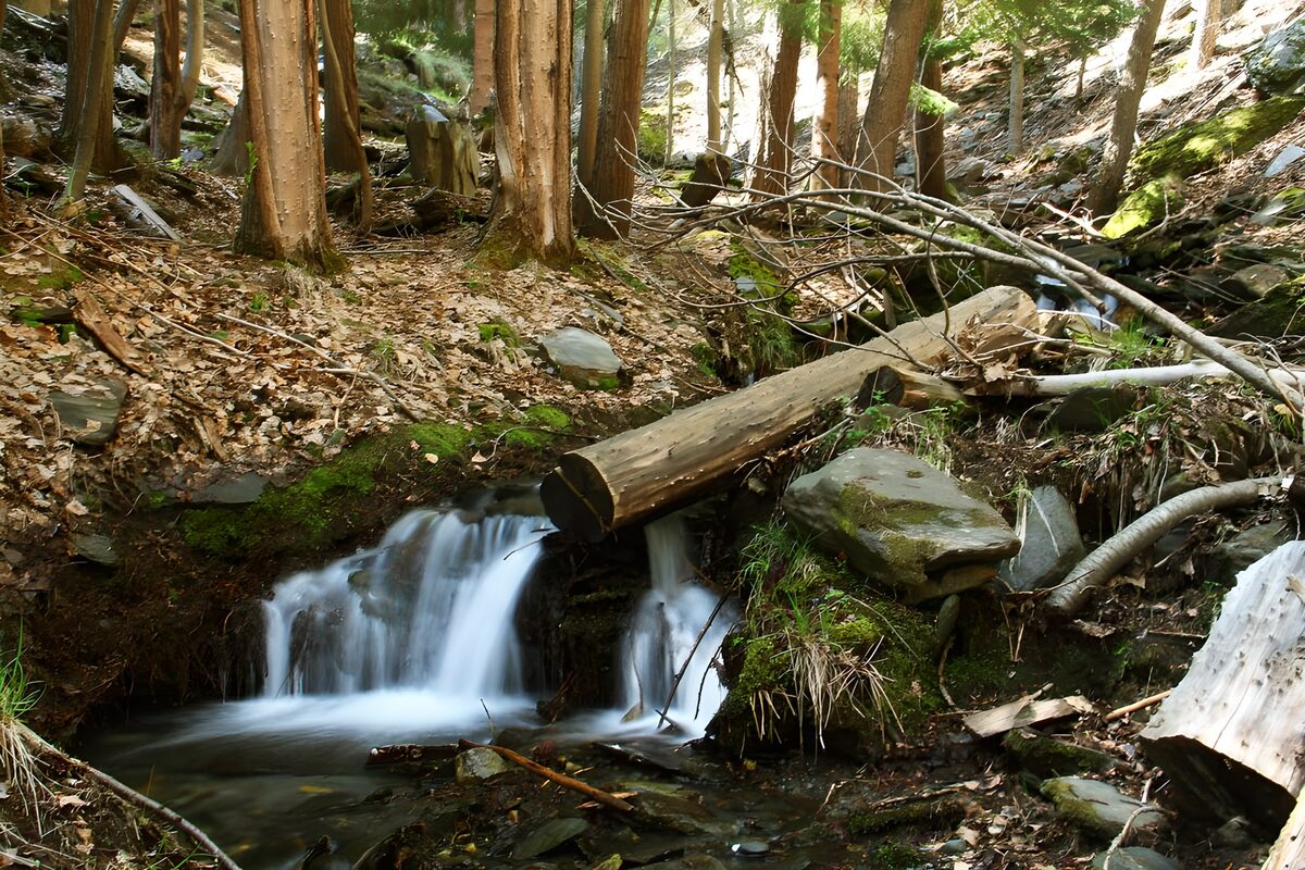 Tranquil Forest Stream