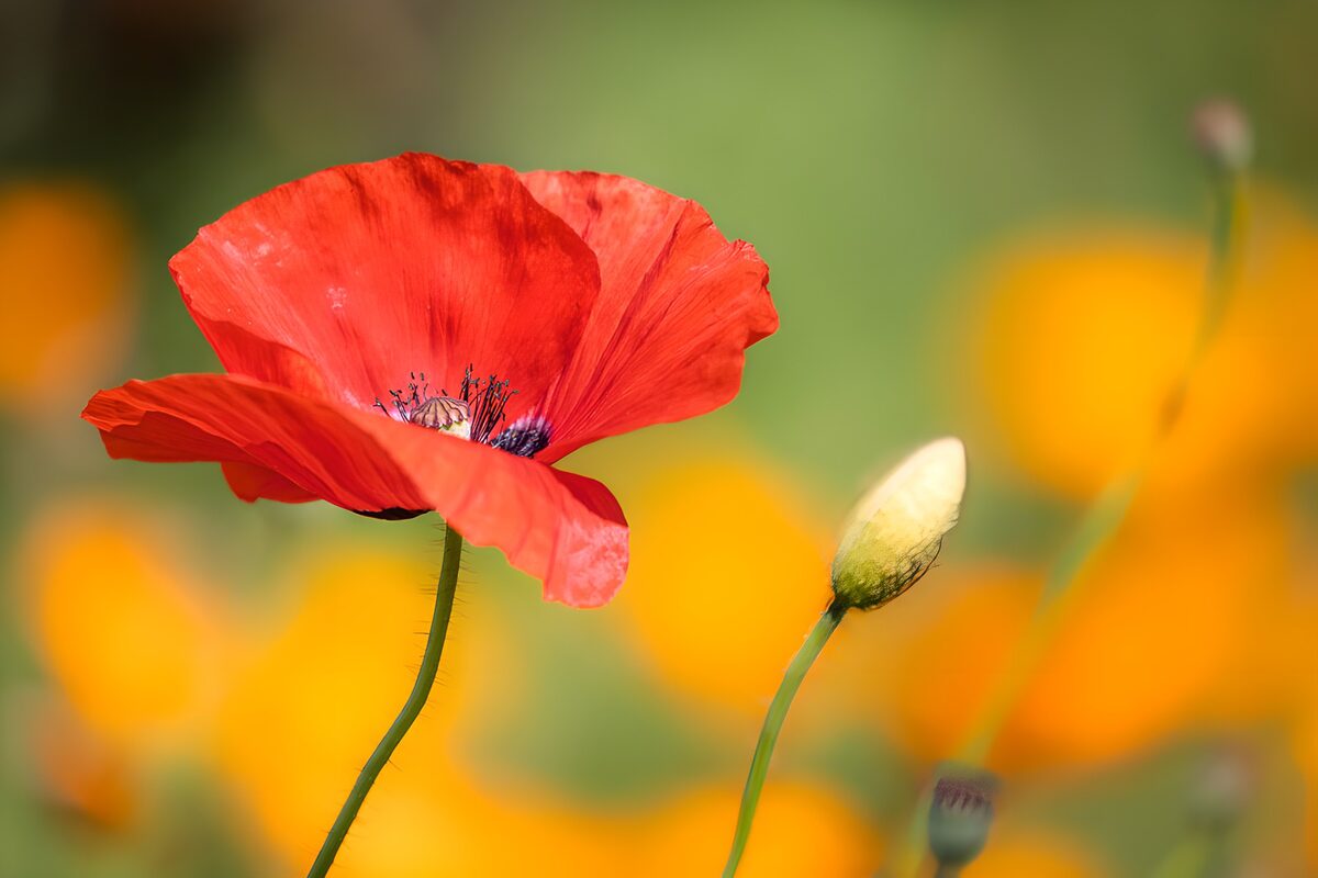 Red Poppy in Bloom
