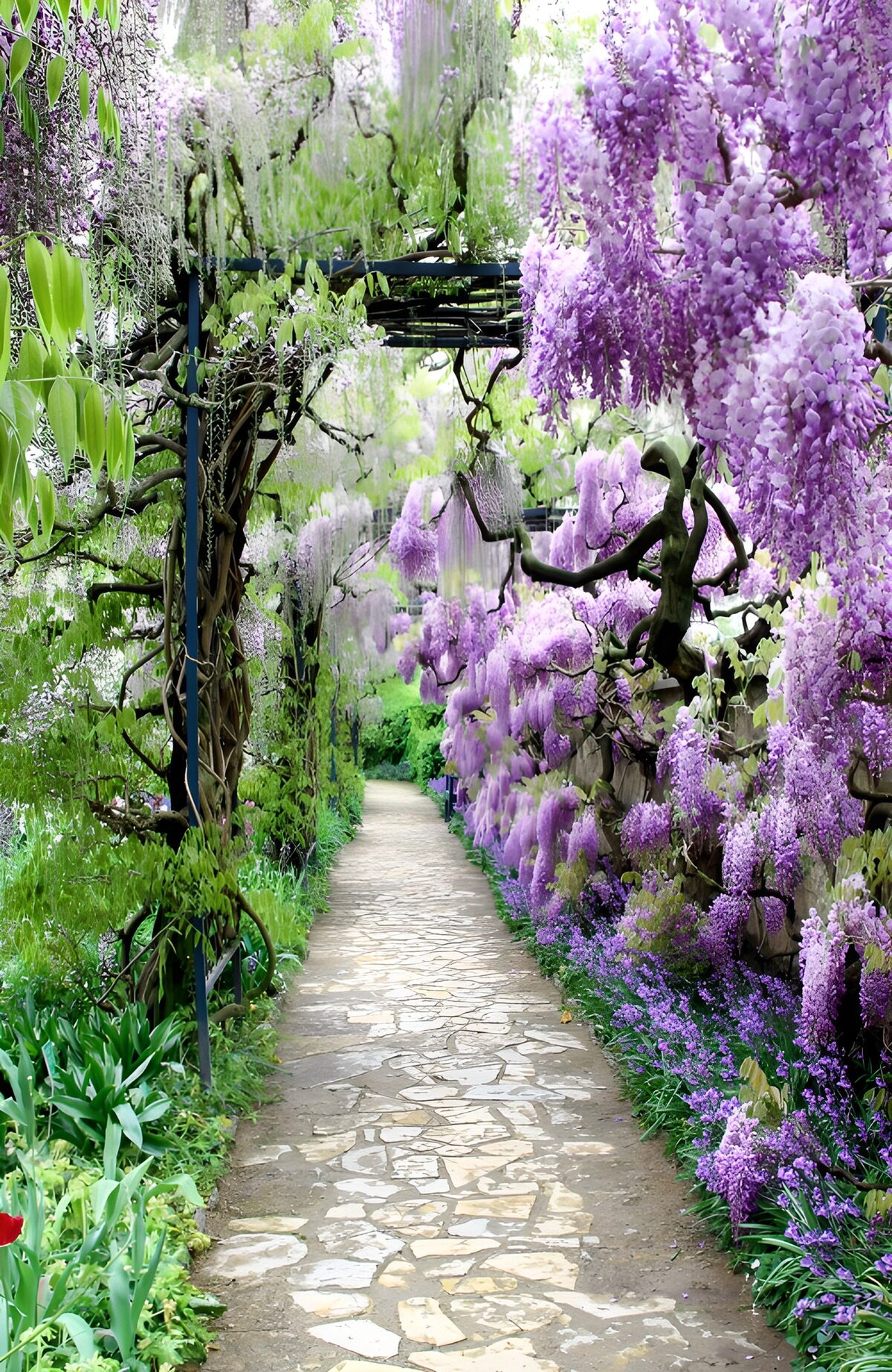 OCCOM8096234: Enchanted Wisteria Pathway