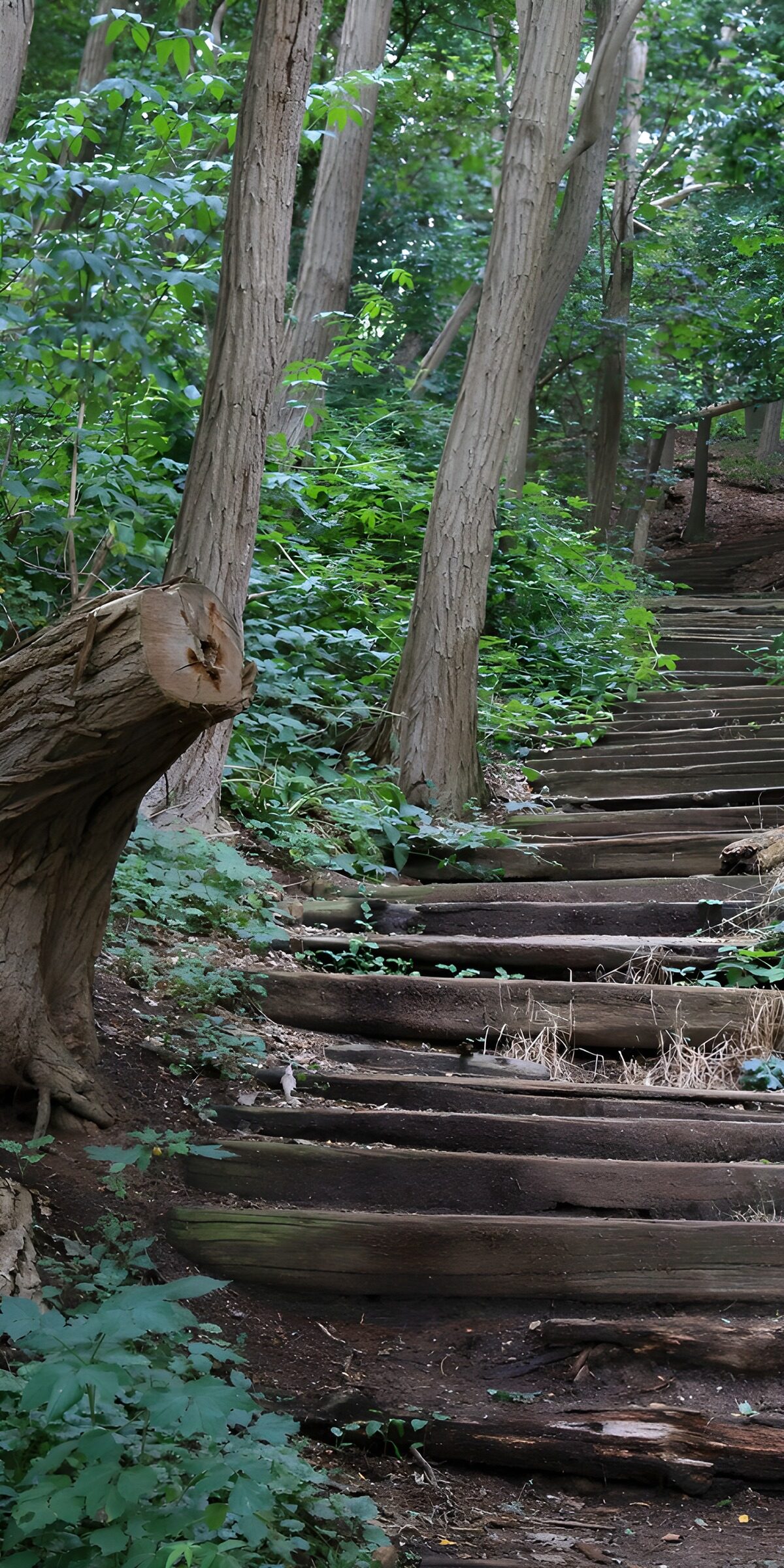 OCCOM1437976: Serene Woodland Steps Leading Upward