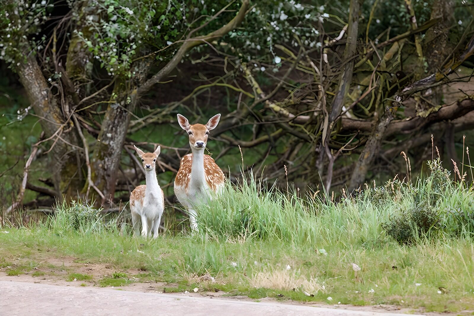 OCCOM9256008: Mother and Fawn in the Meadow