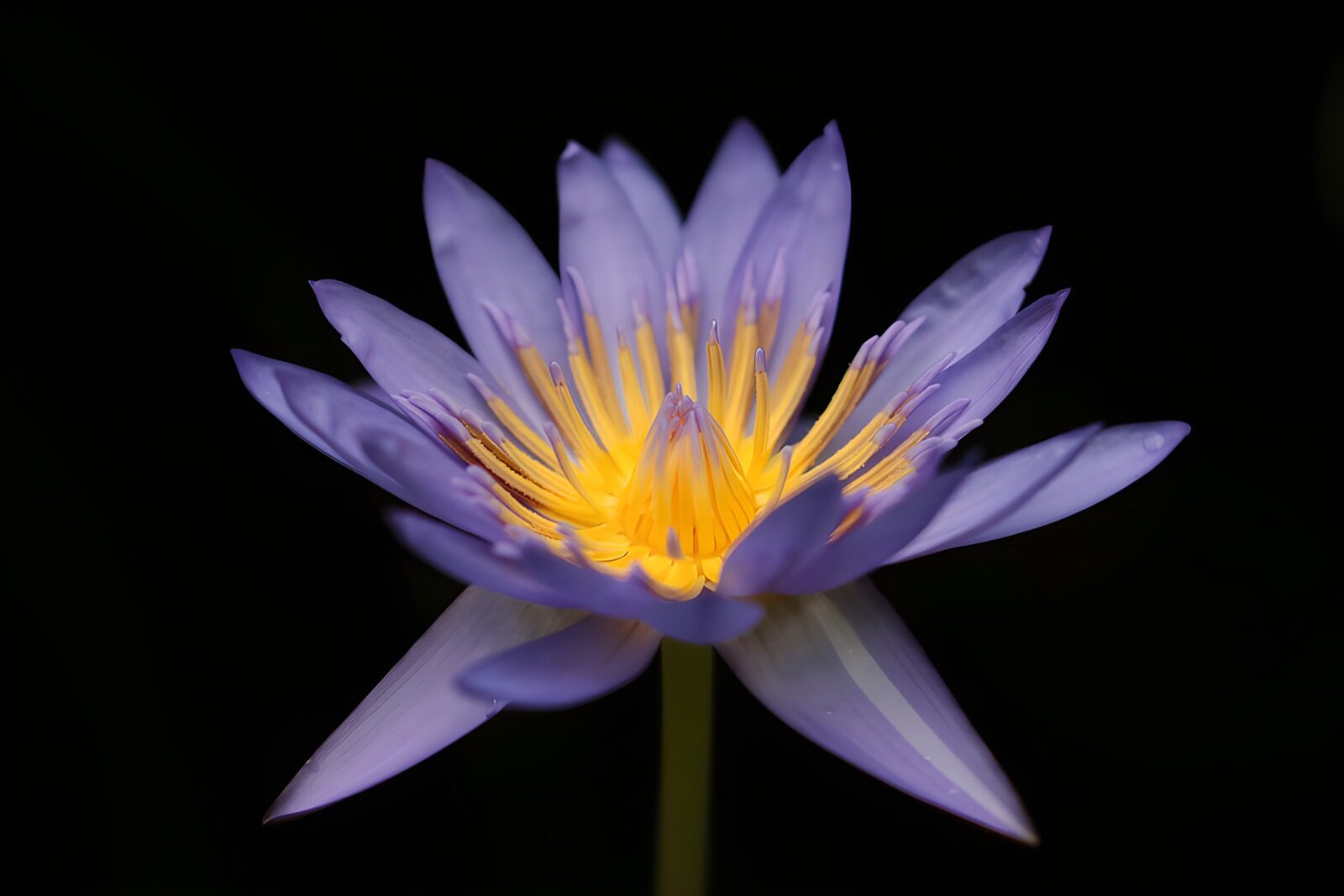 OCCOM8082088: Enchanting Purple Water Lily