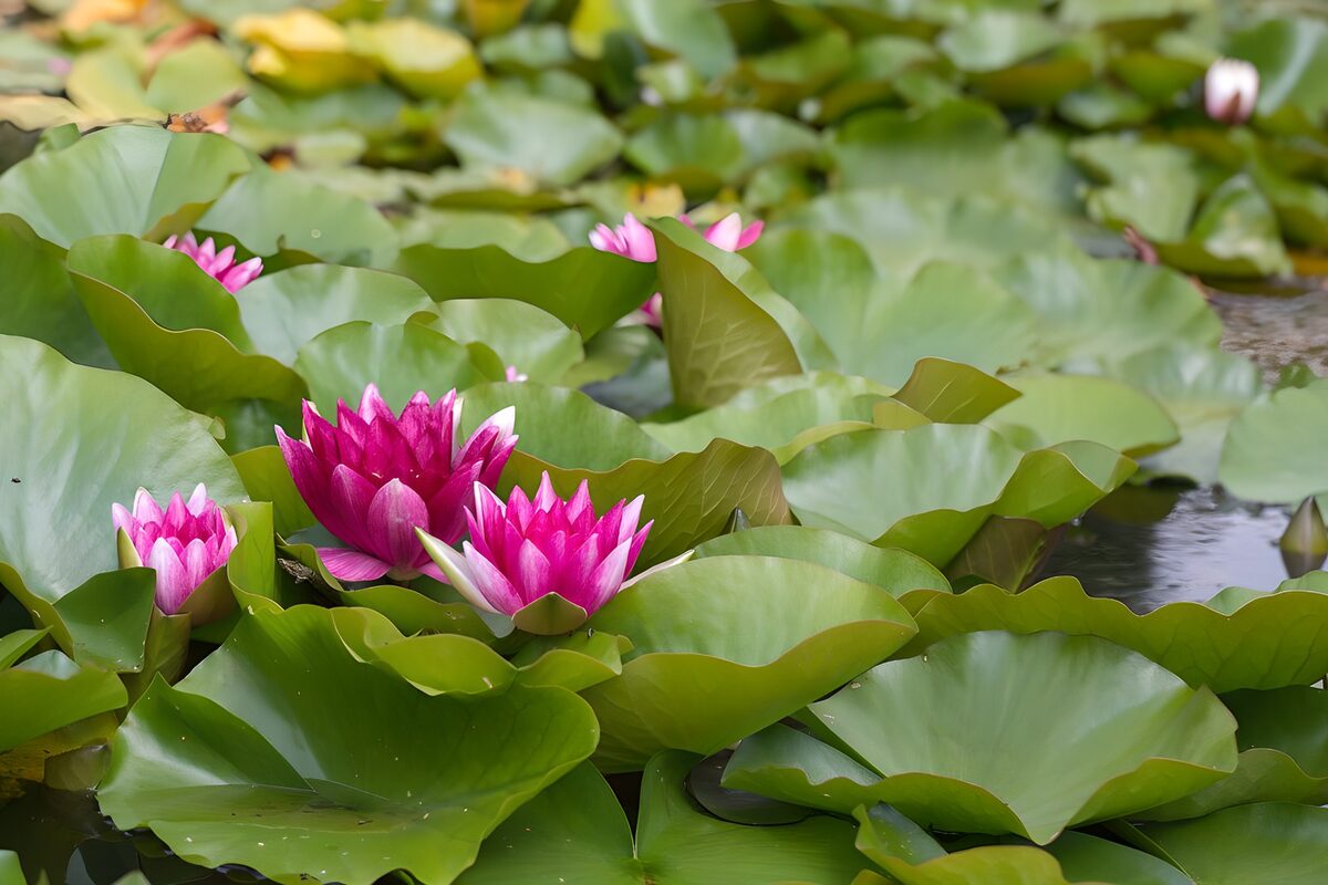 Serene Water Lilies in Bloom