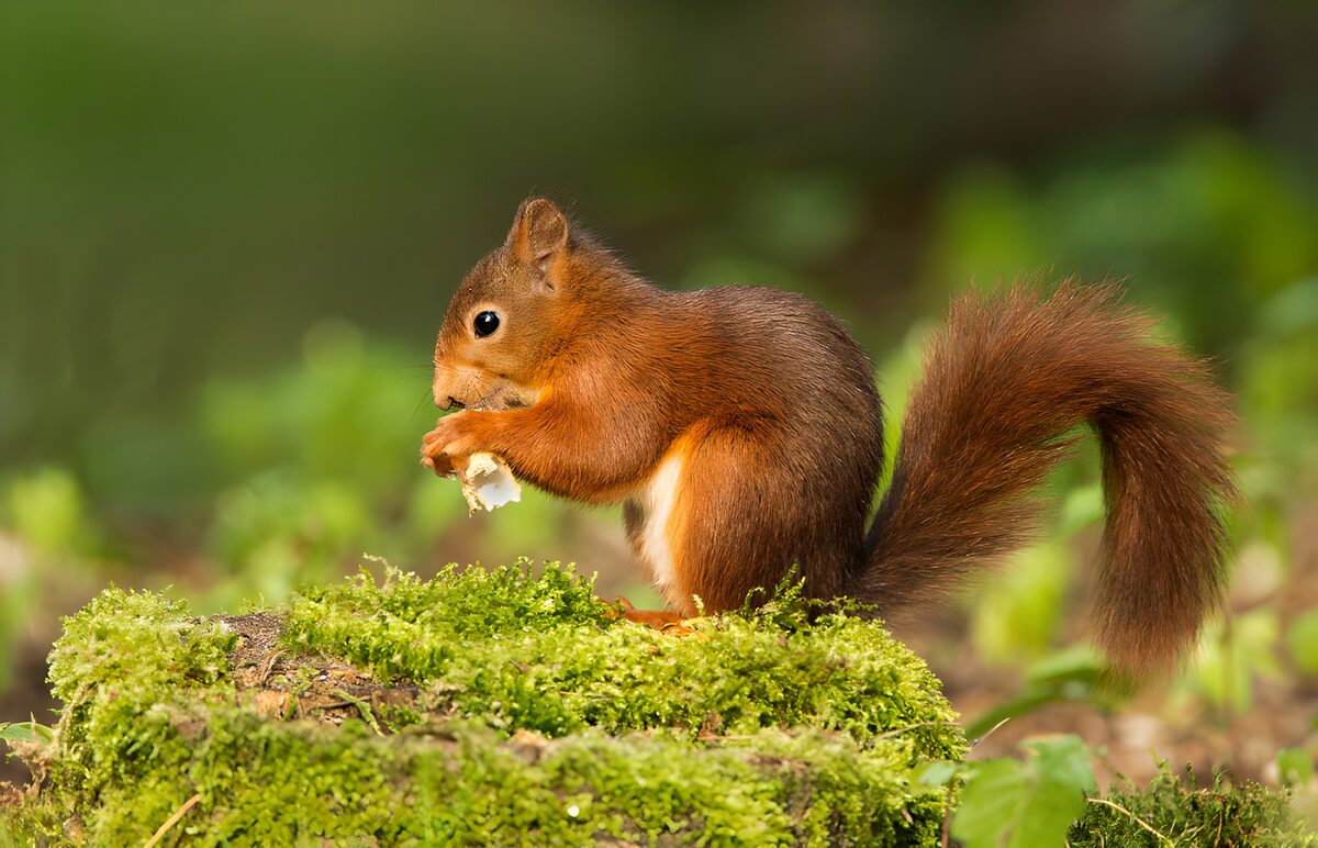 Playful Squirrel Enjoying a Snack