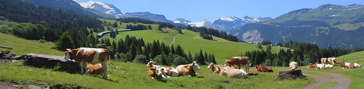 OCCOM9336066: Serene Swiss Landscape with Grazing Cows