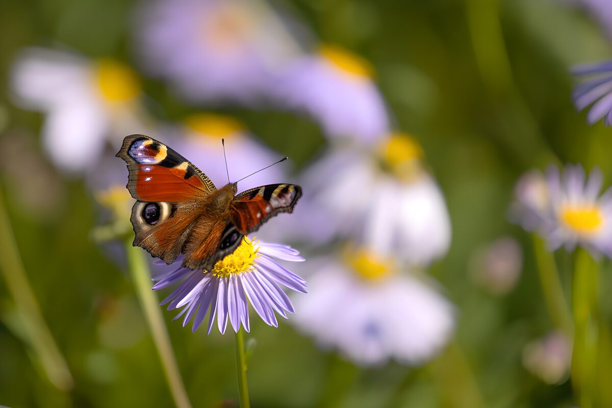 Colorful Butterfly on a Flower