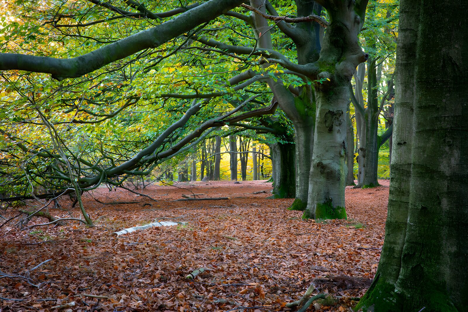 OCCOM3137840: Enchanted Forest in Autumn