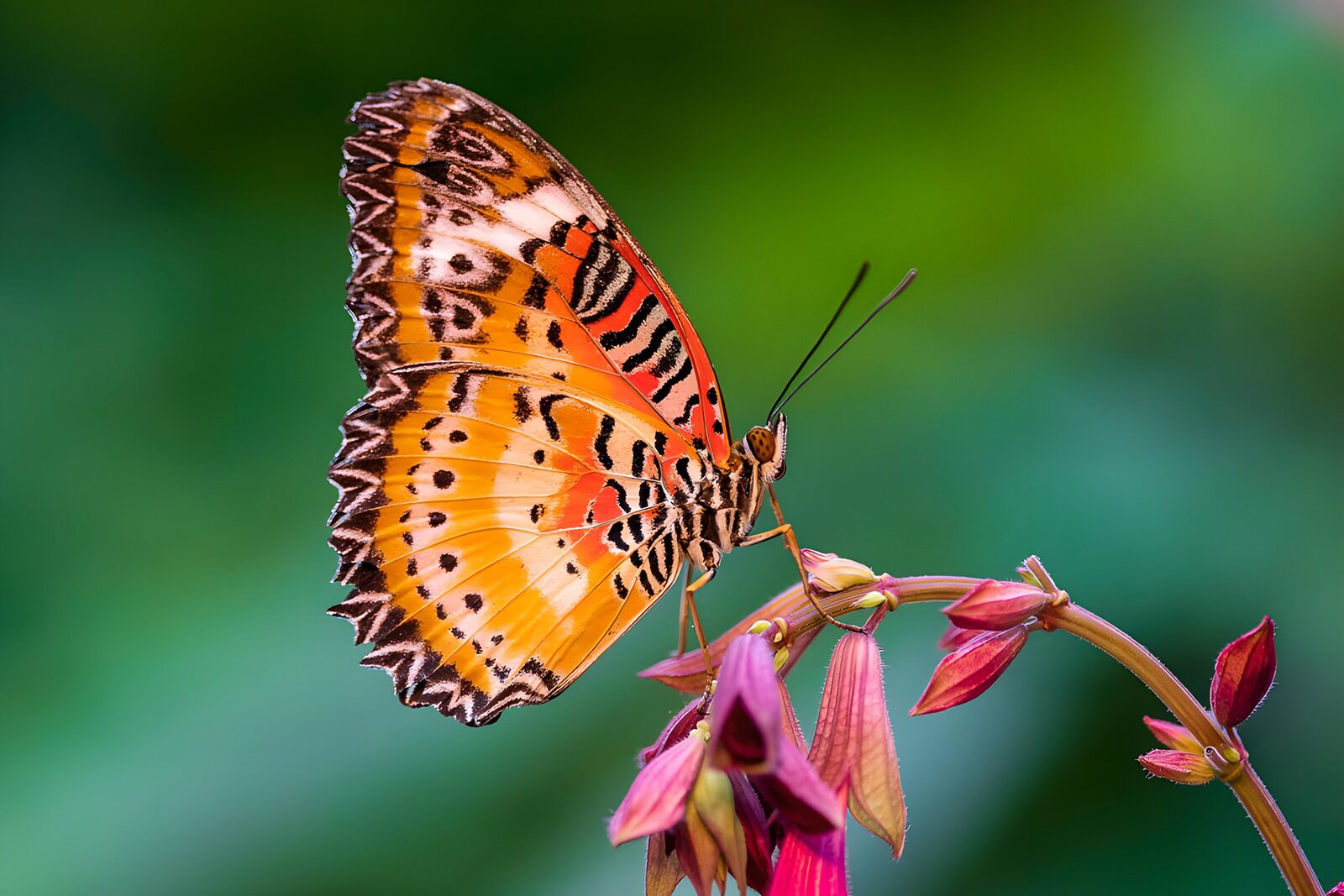 OCCOM7920889: Vibrant Butterfly on Blooming Flowers