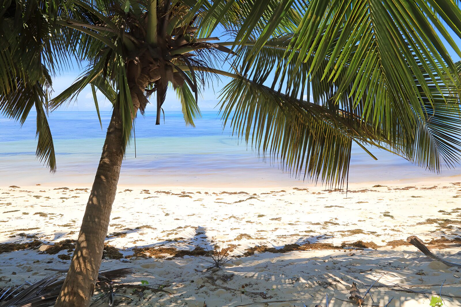 OCCOM4446560: Serene Beach View Beneath Palm Trees