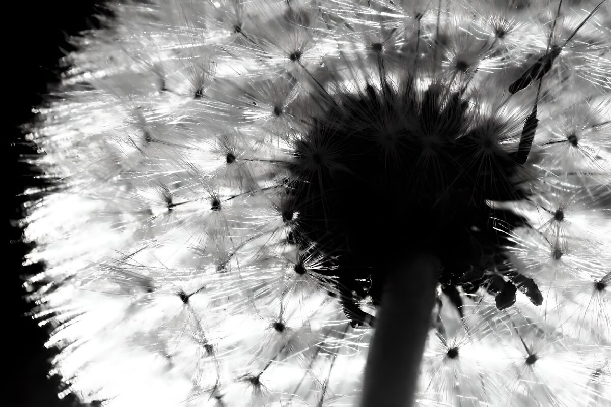 Ethereal Dandelion in Black and White