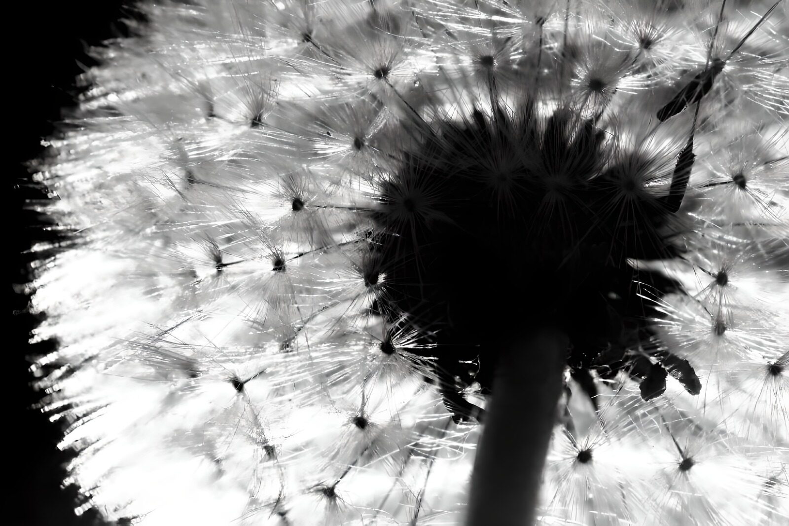 OCCOM7279483: Ethereal Dandelion in Black and White