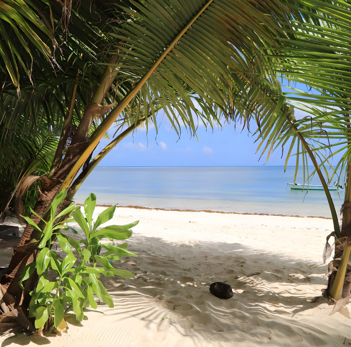 OCCOM7235314: Tranquil Beach View Under Palm Leaves