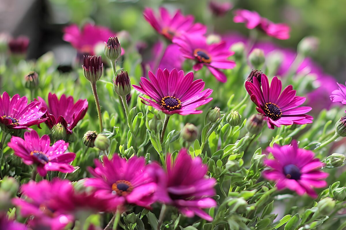 Vibrant Pink Daisy Bloom