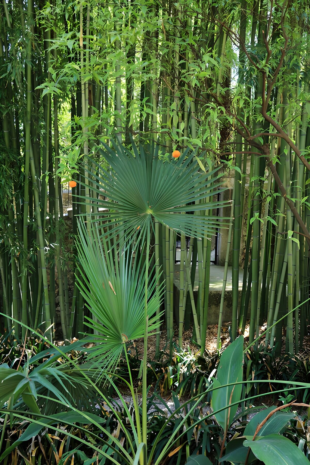 OCCOM8967236: Lush Bamboo and Palms Oasis