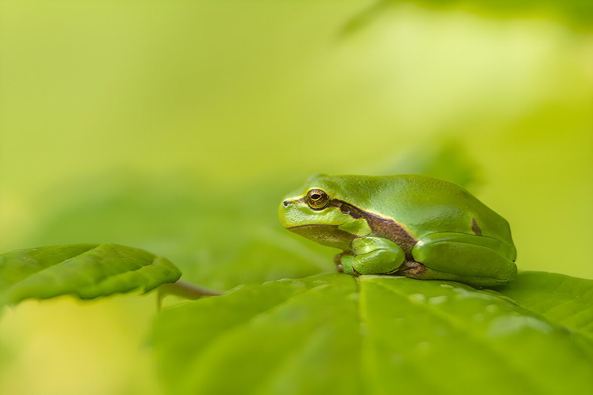 OCCOM6922576: Calm Green Frog on Leaf