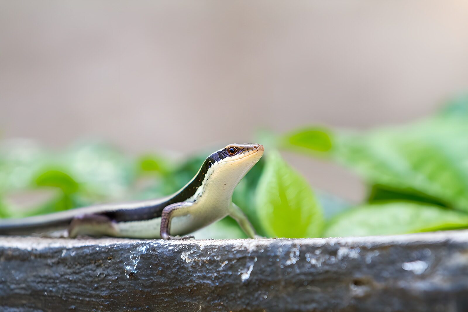 OCCOM9252206: Elegant Lizard on Green Leaves