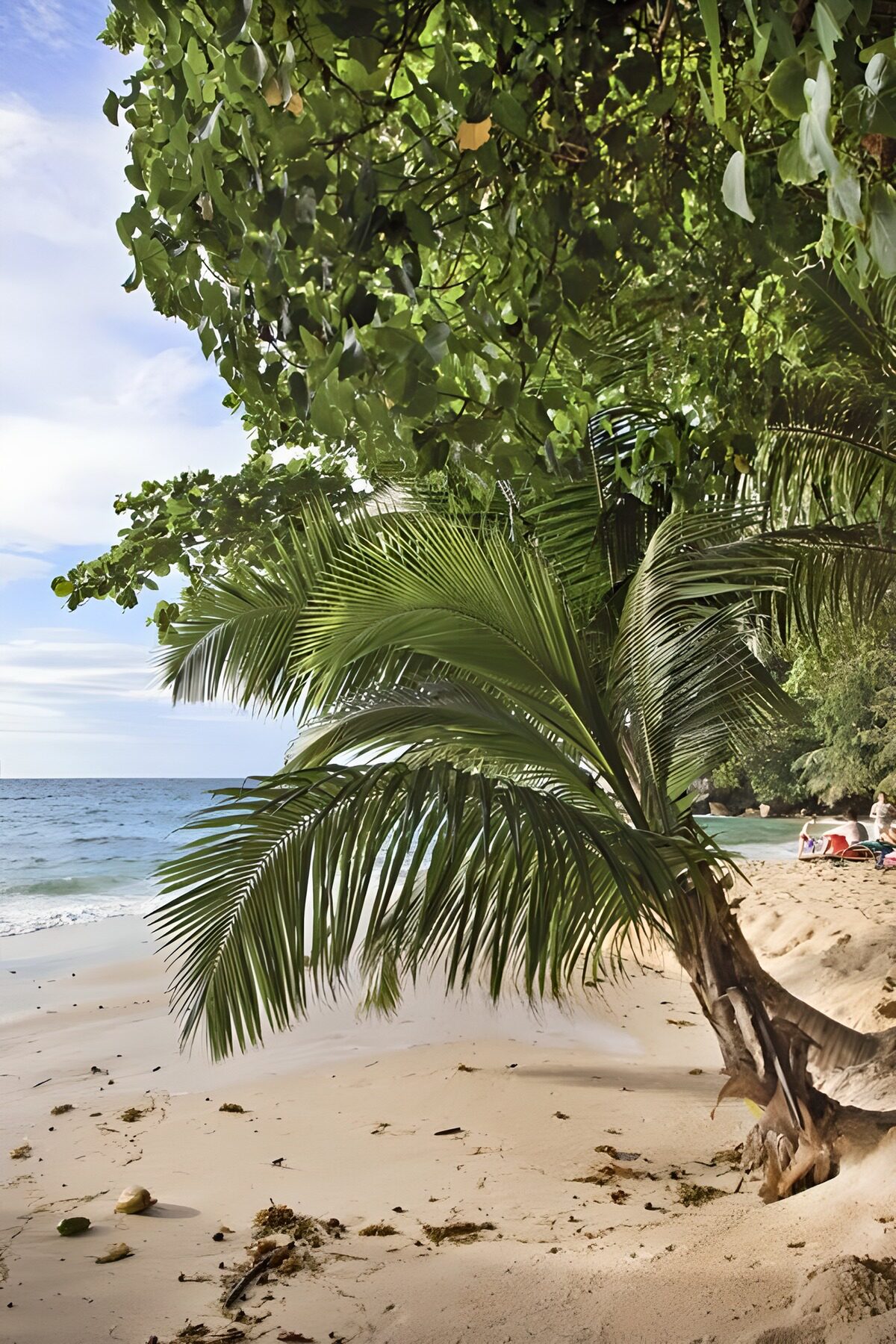 OCCOM5013964: Serene Tropical Beach Escape