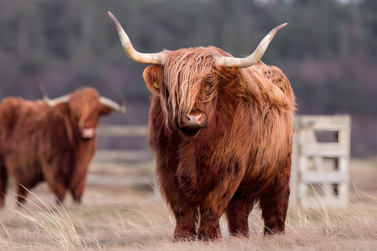 Majestic Highland Cattle in Nature