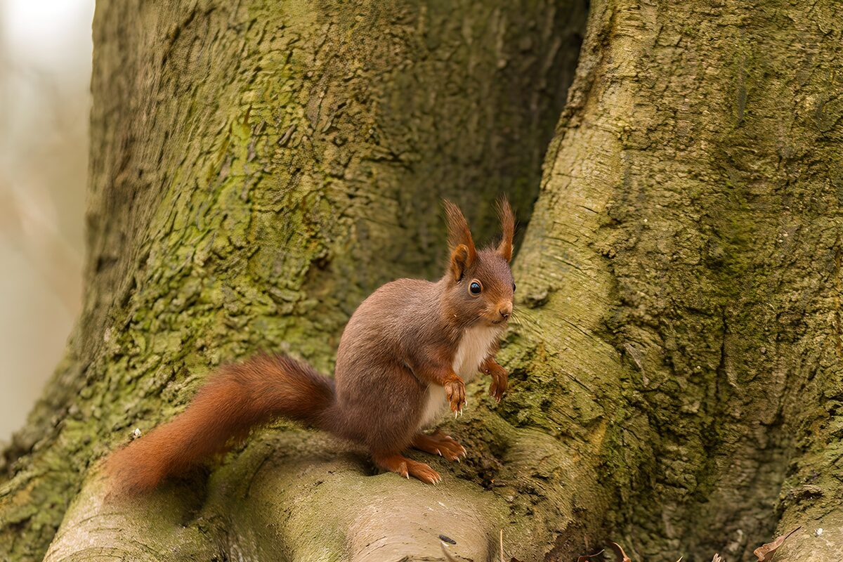 Curious Squirrel on a Tree Bark