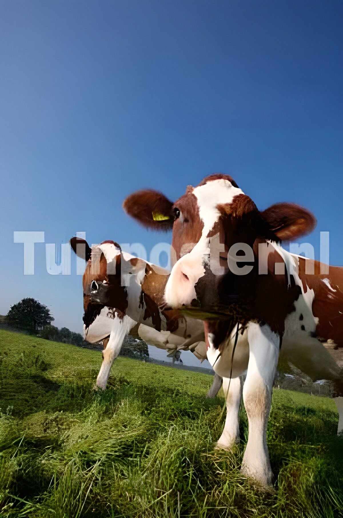 Curious Cows in the Meadow