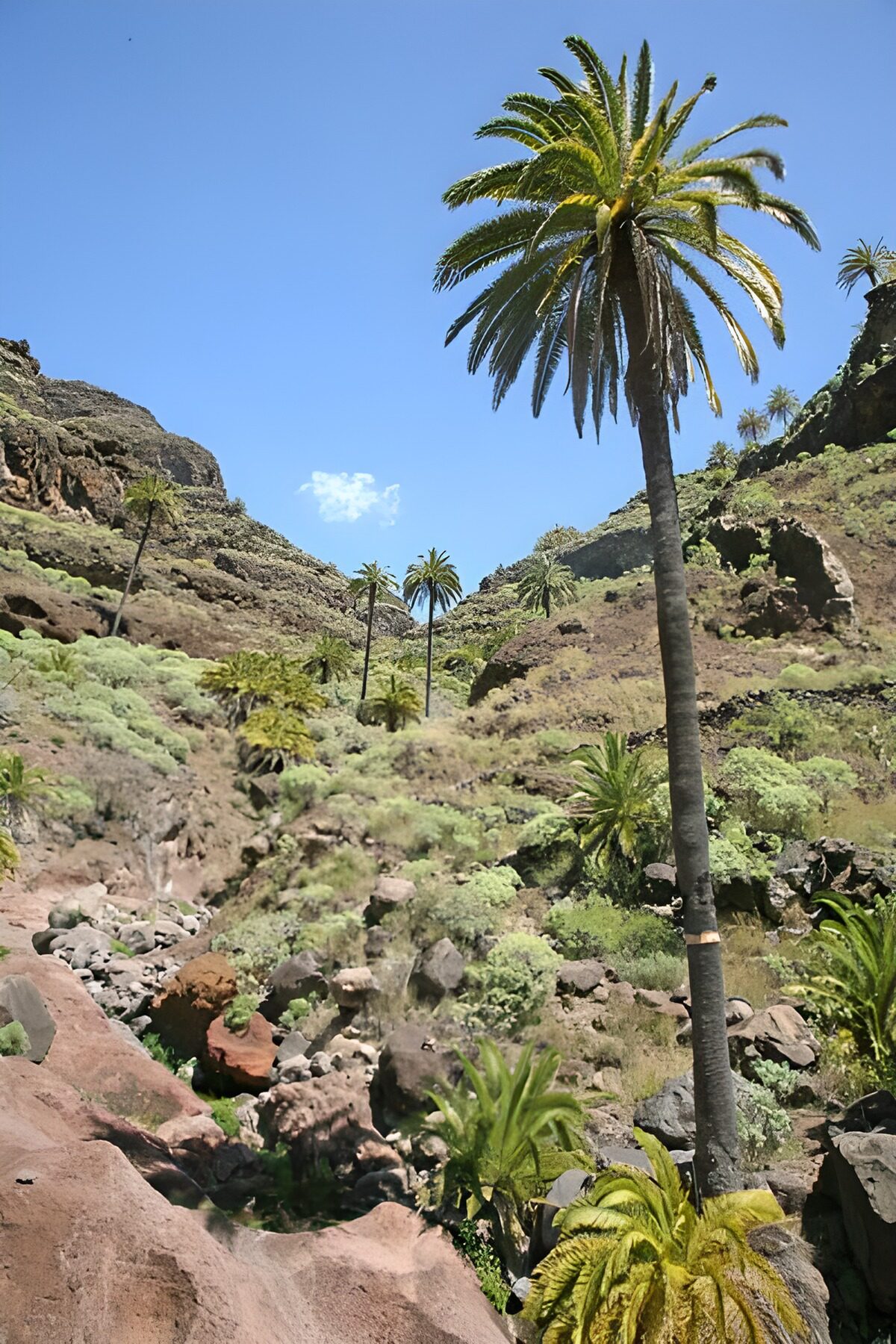 Lush Valley of Palm Trees