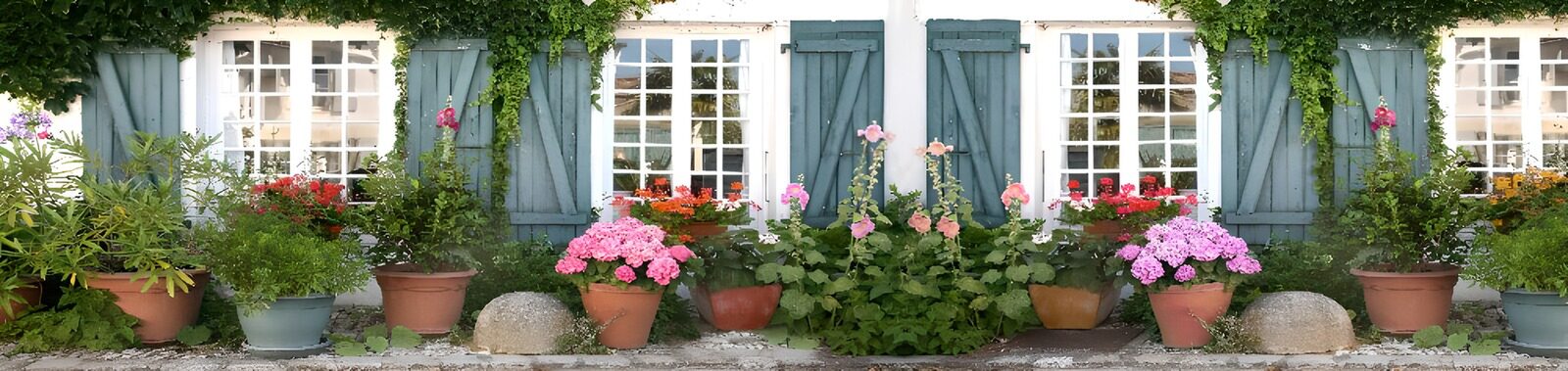 OCCOM4832132: Charming Flower Pots by the Windows