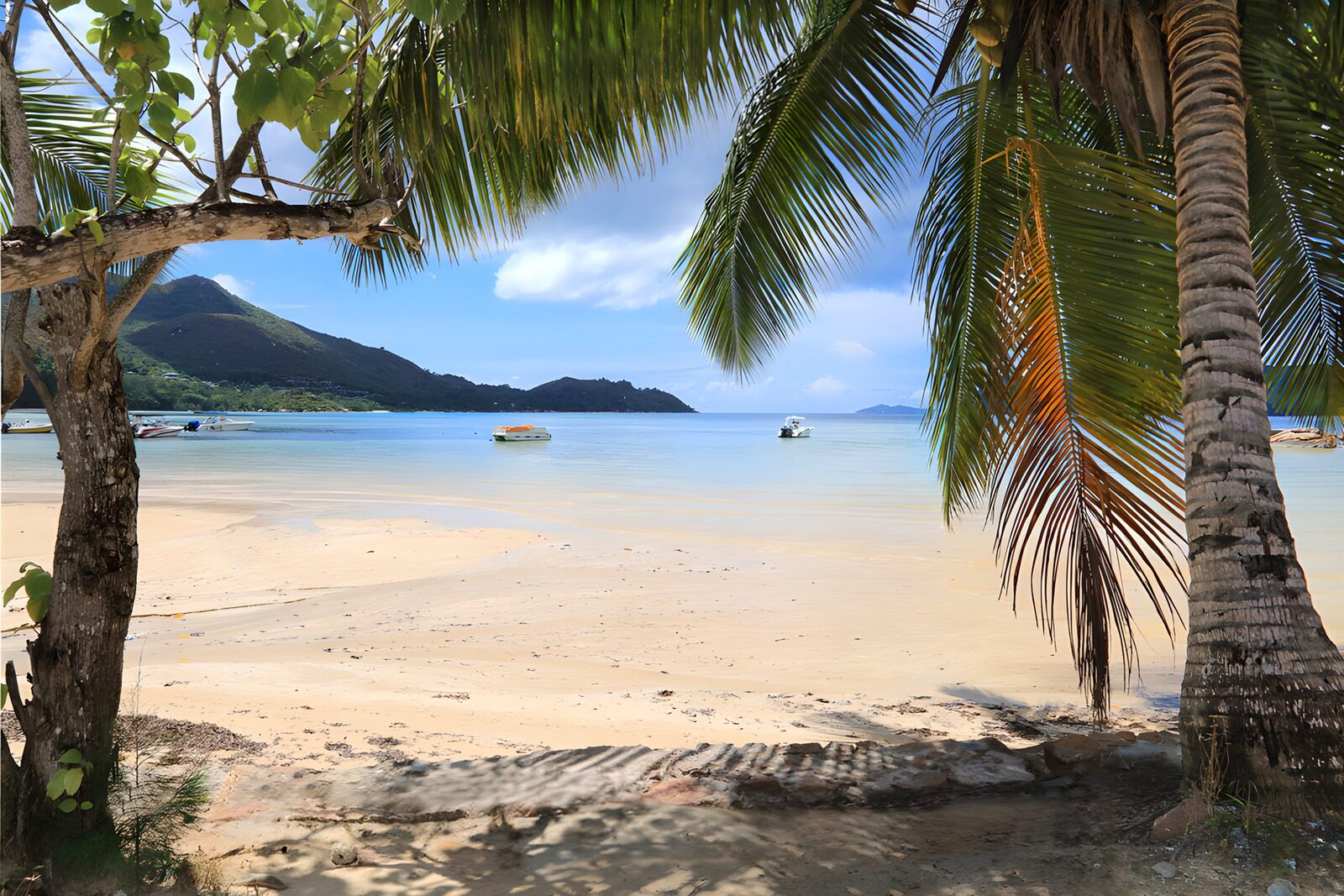 OCCOM1448566: Serene Beach View with Palm Trees