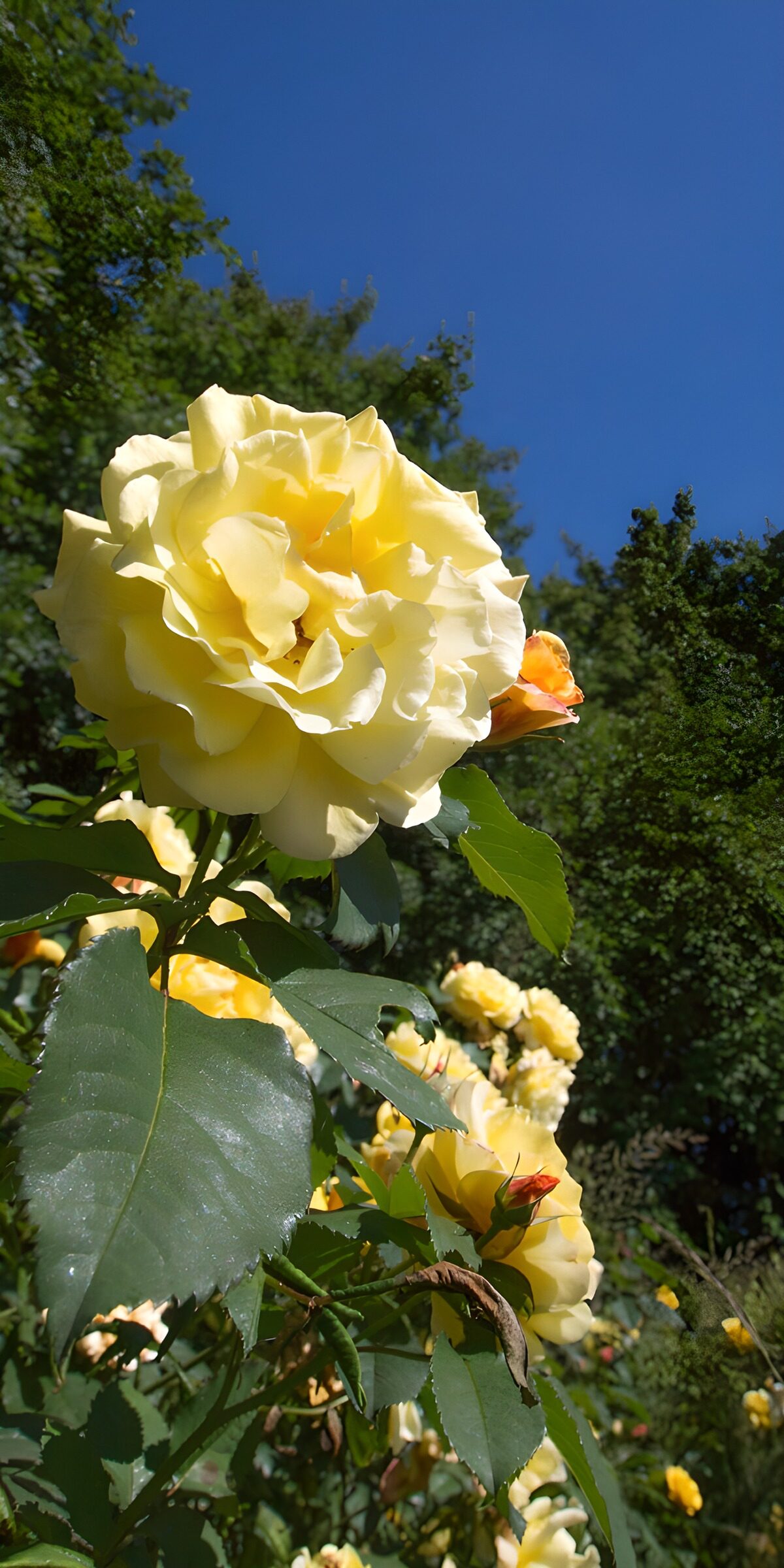 OCCOM4899240: Sunlit Yellow Roses in Bloom