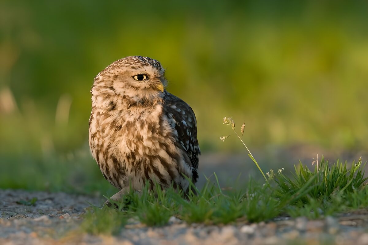 Curious Little Owl in Soft Light