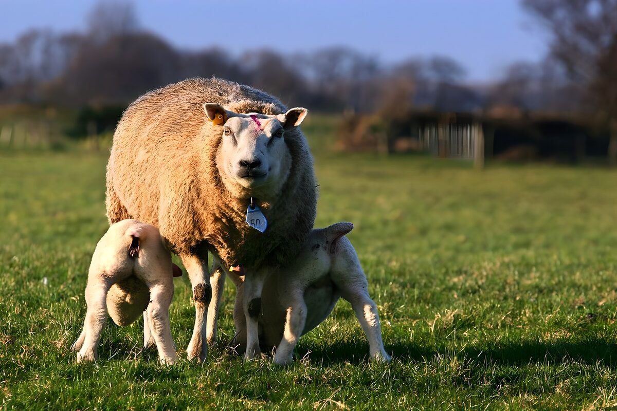 Mother Sheep and Her Lambs in the Field
