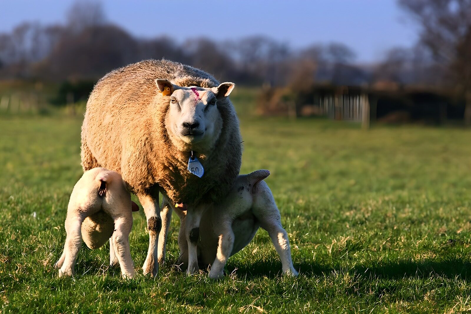 OCCOM1639141: Mother Sheep and Her Lambs in the Field