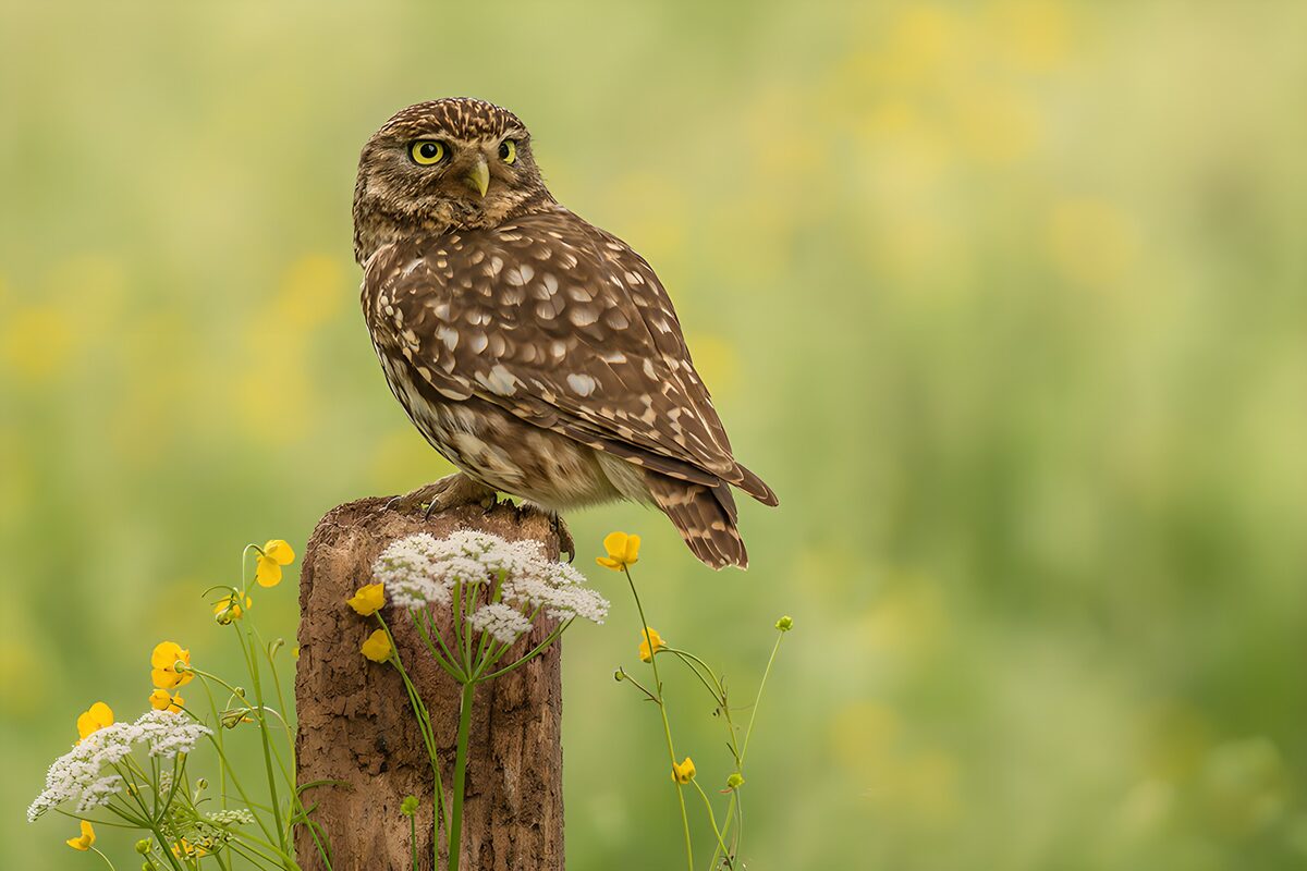 OCCOM2136427: Charming Little Owl on a Post