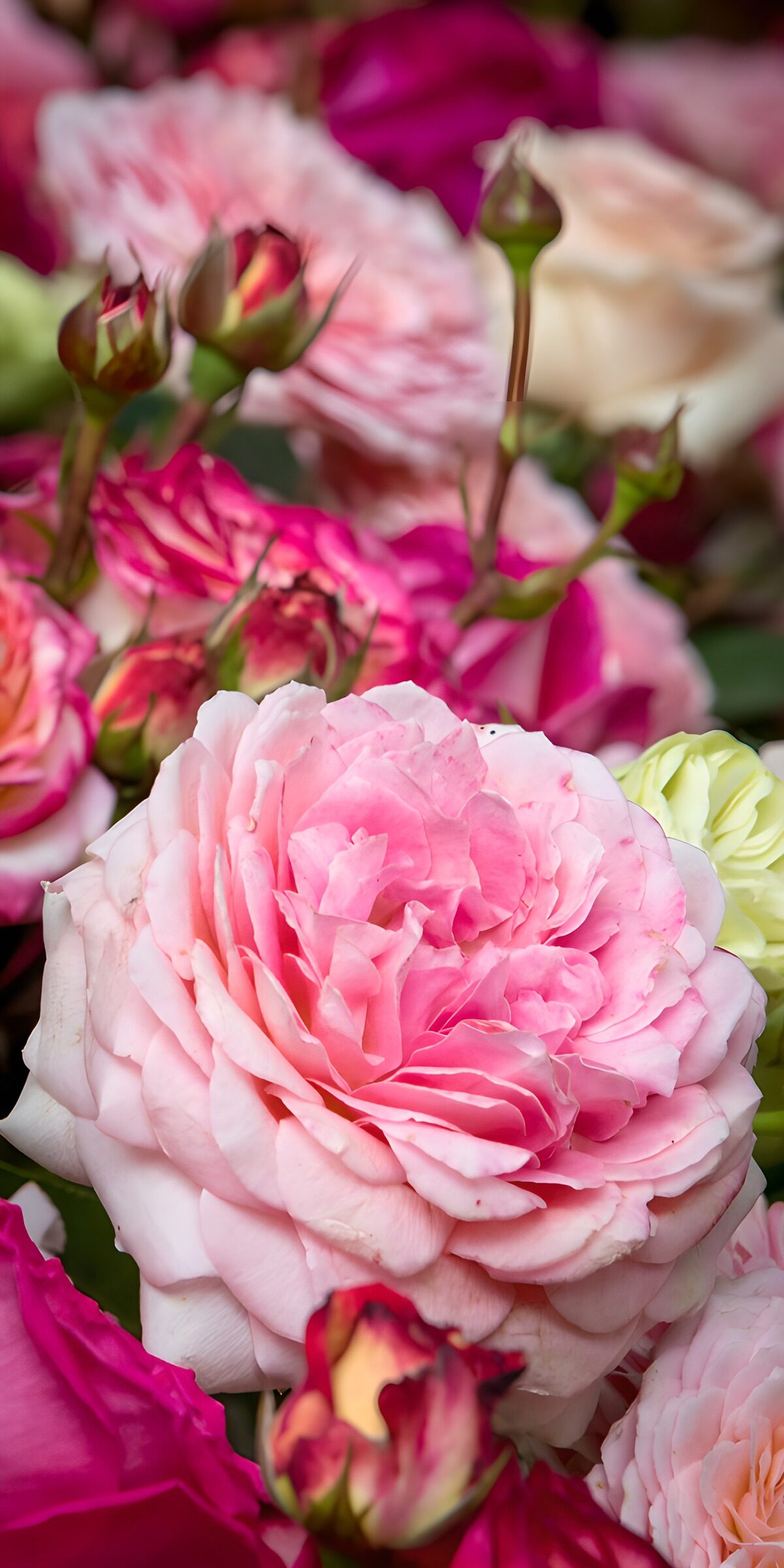 Beautiful Pink Roses in Bloom