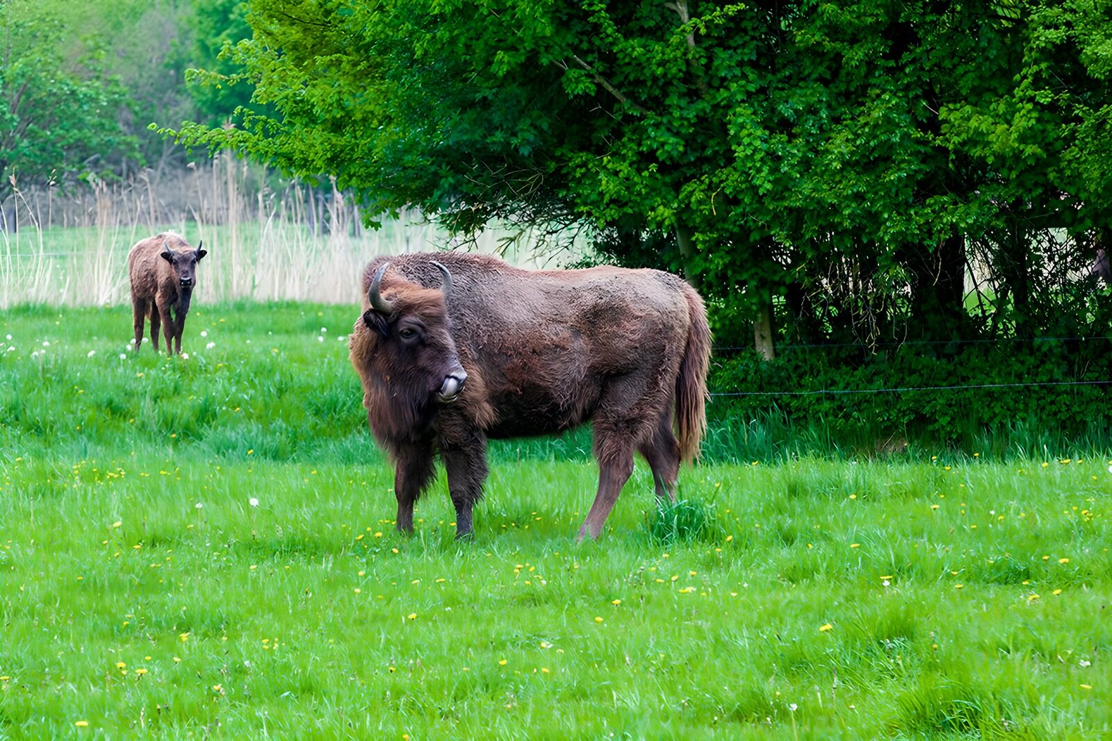 OCCOM9813574: European Bison in Green Pasture