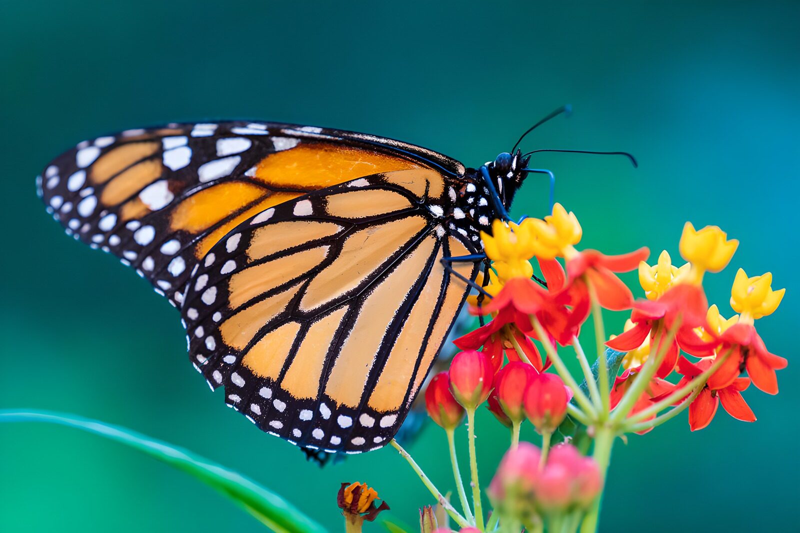 OCCOM6586734: Monarch Butterfly on Vibrant Flowers