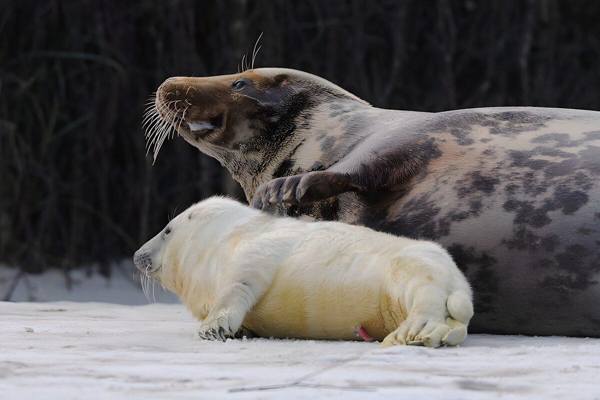 Seals Relaxing on the Beach