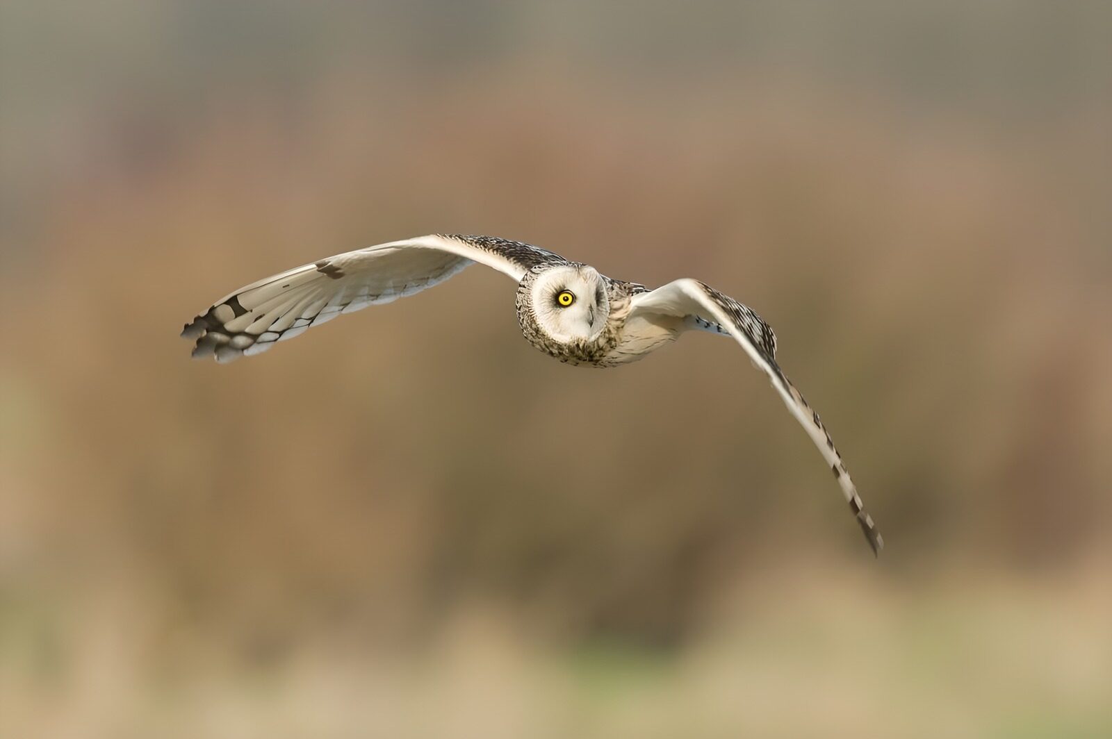 OCCOM8445763: Majestic Owl in Flight