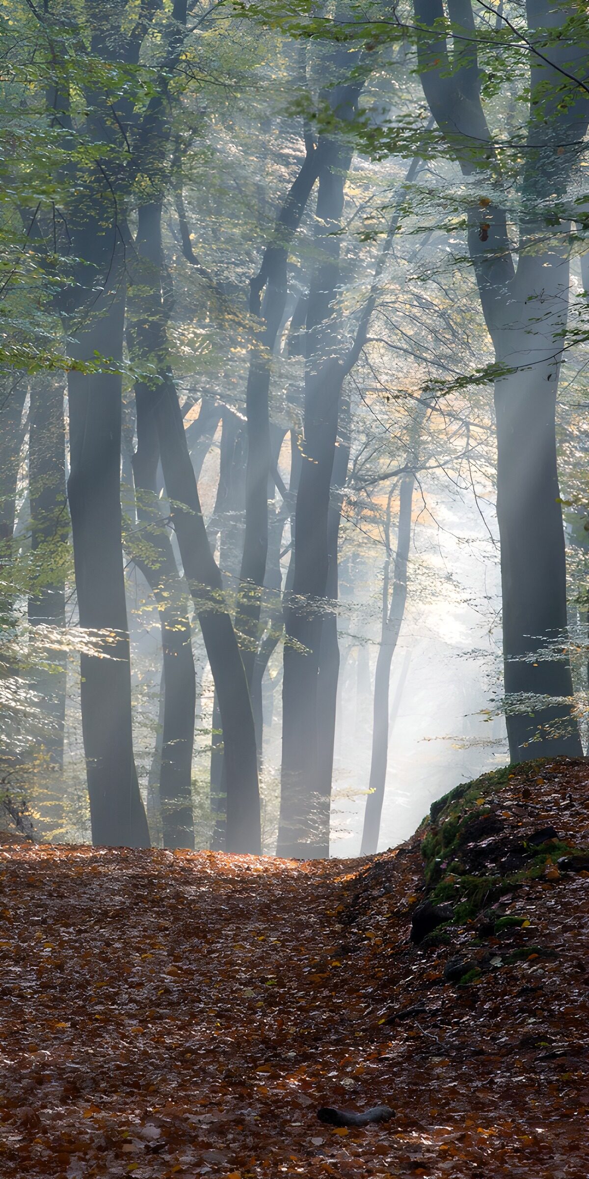 OCCOM1982278: Misty Forest Pathway