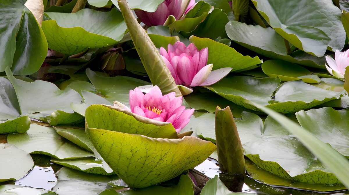 Graceful Water Lilies in Bloom