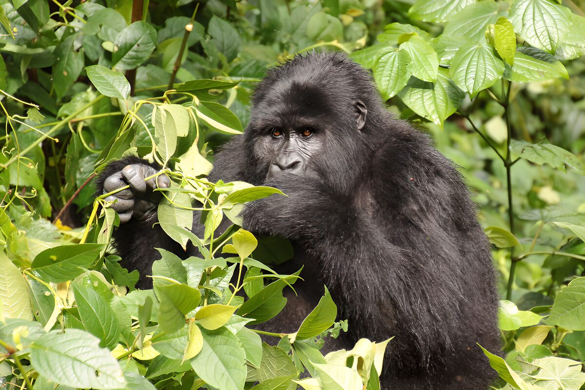 Majestic Gorilla Among Greenery
