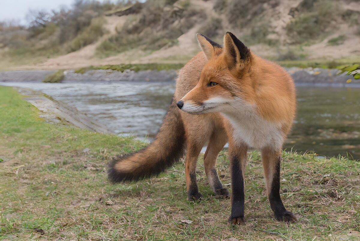 Wild Fox by the Riverbank