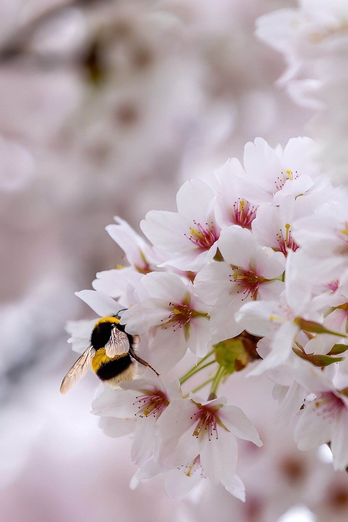 Bumblebee on Cherry Blossoms