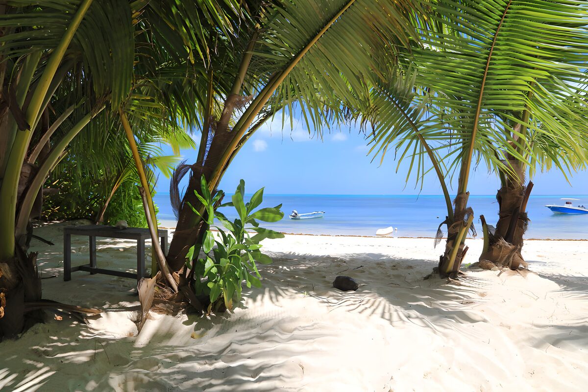 OCCOM6247289: Serene Beach Oasis Under Palm Trees