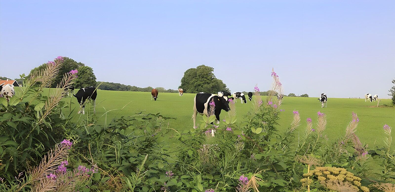 OCCOM4240981: Peaceful Pasture with Grazing Cows