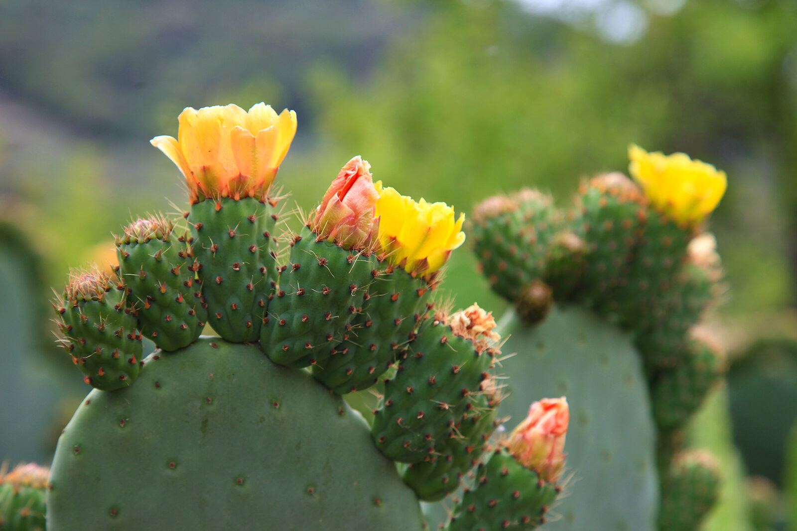 OCCOM8914535: Prickly Pear Cactus Blossoms