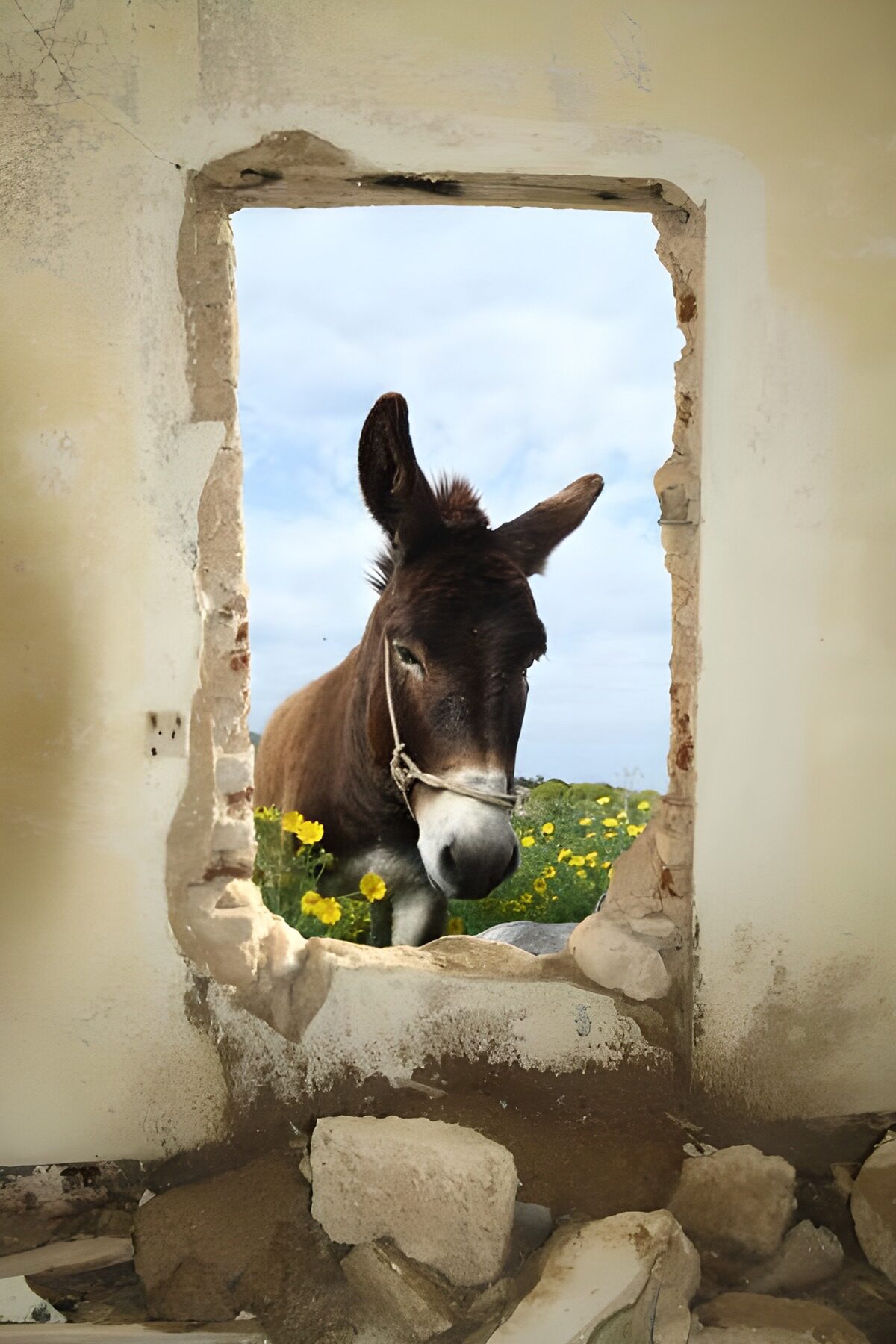 Curious Donkey at the Broken Wall