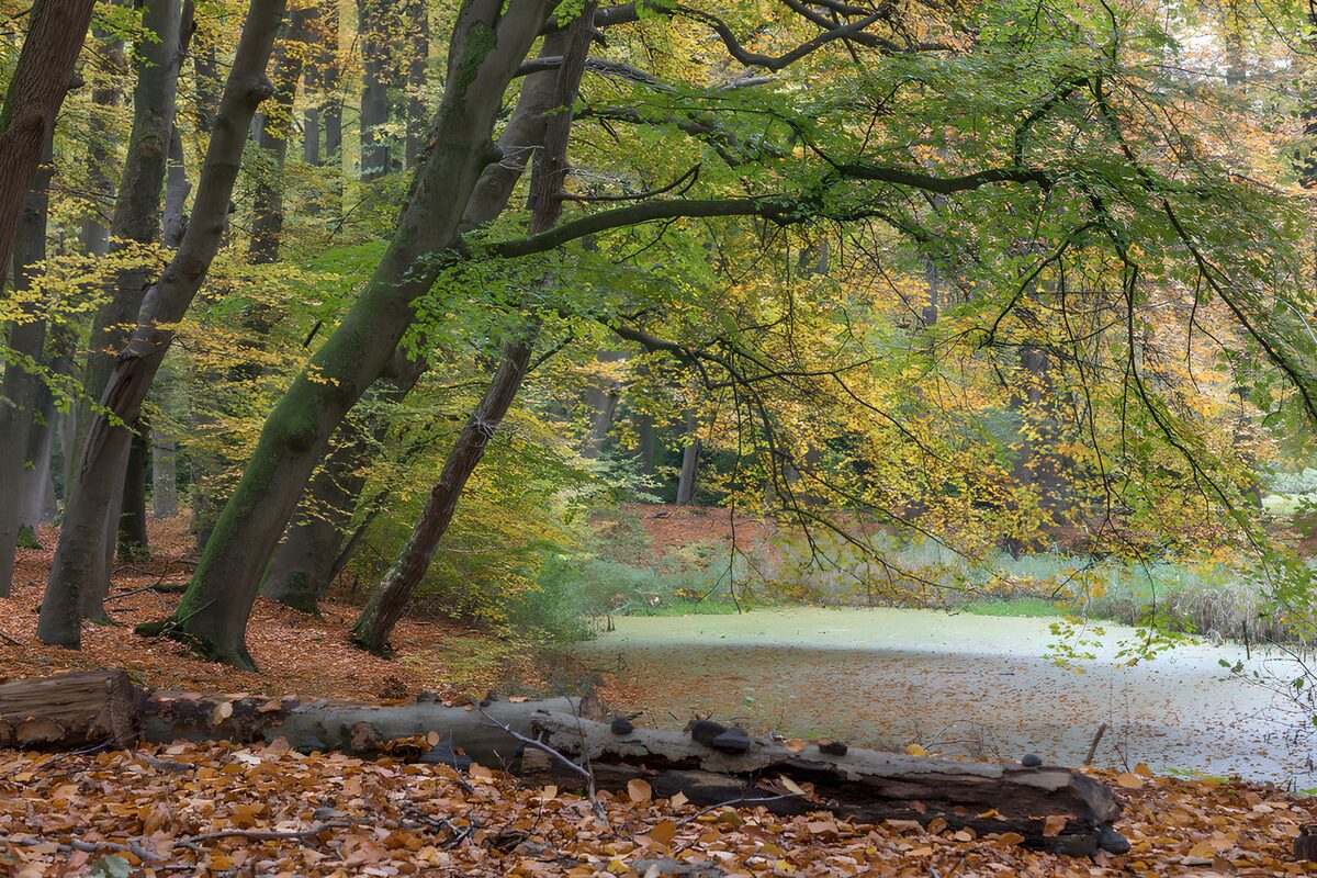 Tranquil Autumn Forest Scene