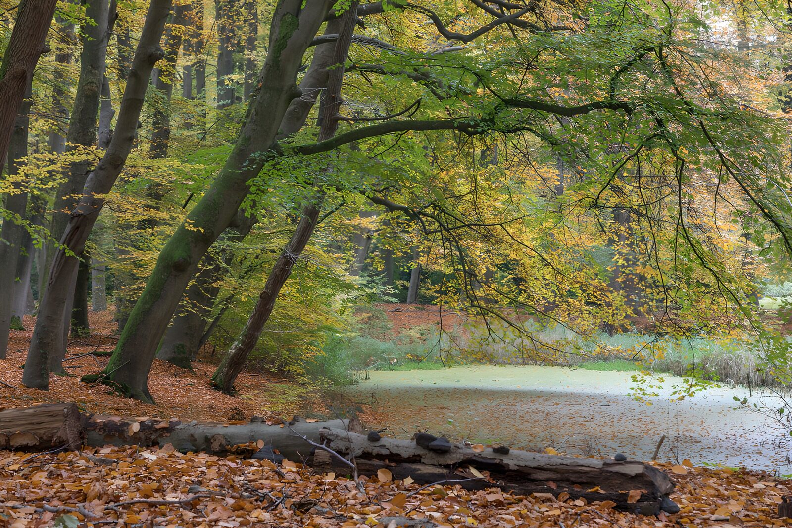 OCCOM3846819: Tranquil Autumn Forest Scene